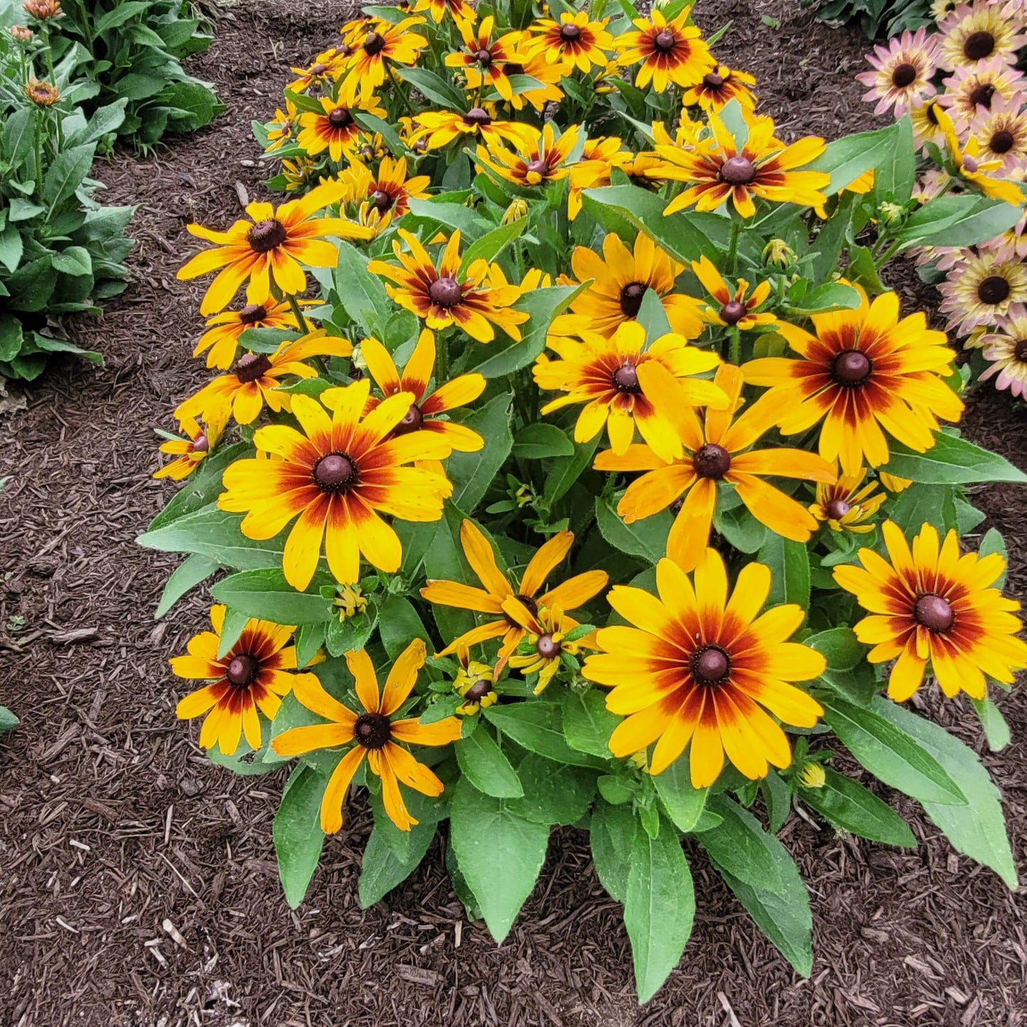 Rudbeckia Minibeckia Flame - View 10 from www redcrocus com