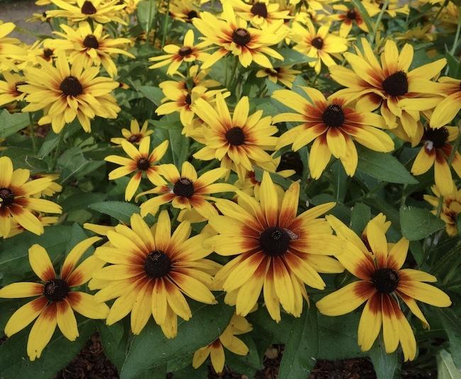 Rudbeckia Minibeckia Flame - View 11 from www redcrocus com