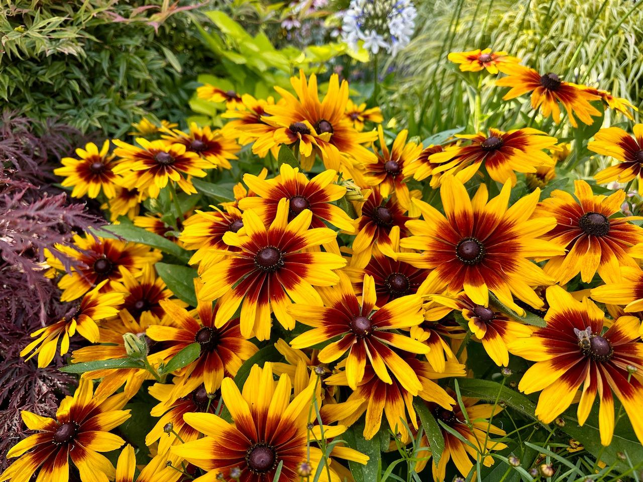 Rudbeckia Minibeckia Flame - View 12 from www redcrocus com