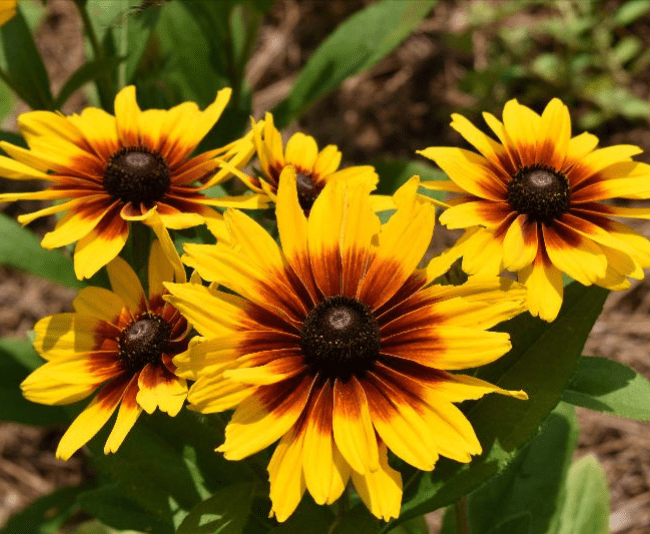 Rudbeckia Minibeckia Flame - View 13 from www redcrocus com