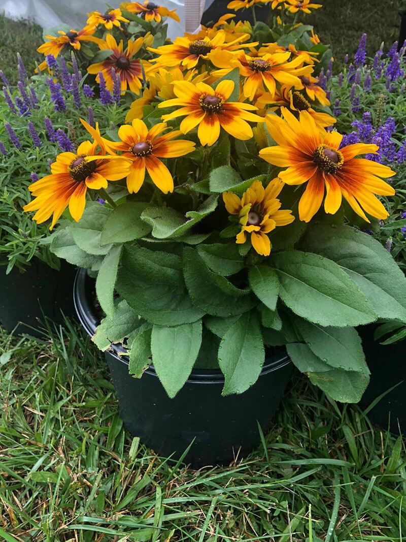 Rudbeckia Minibeckia Flame - View 14 from www redcrocus com