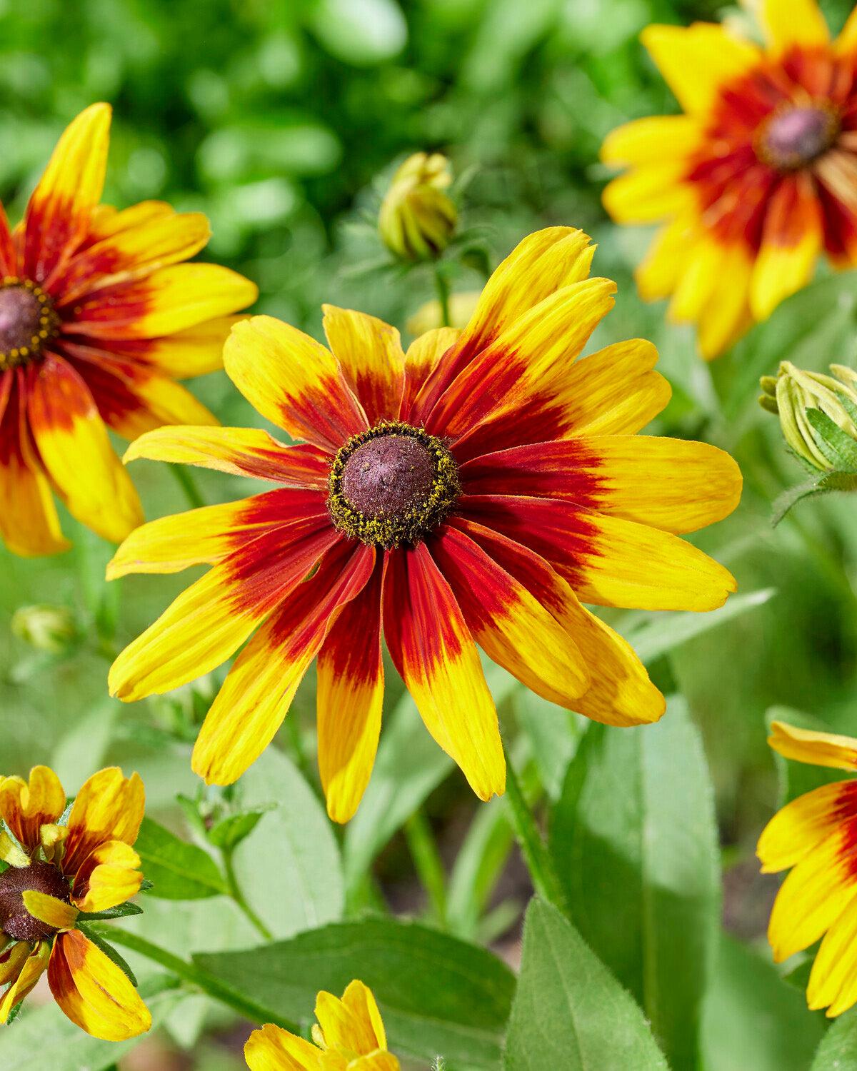 Rudbeckia Minibeckia Flame - View 15 from www redcrocus com