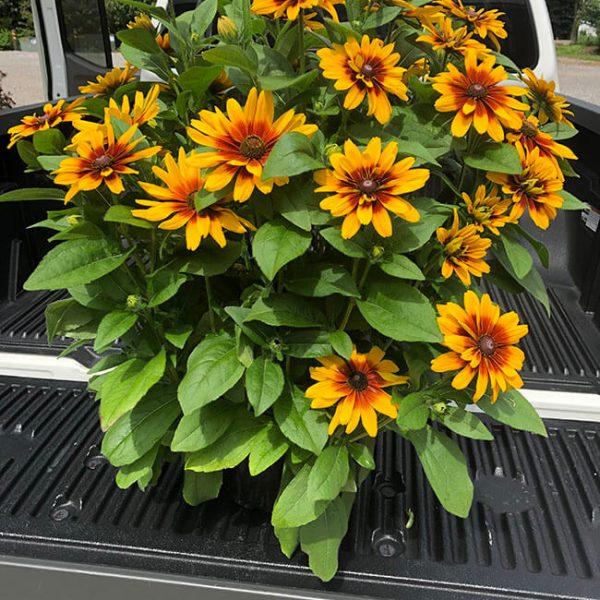 Rudbeckia Minibeckia Flame - View 16 from www redcrocus com