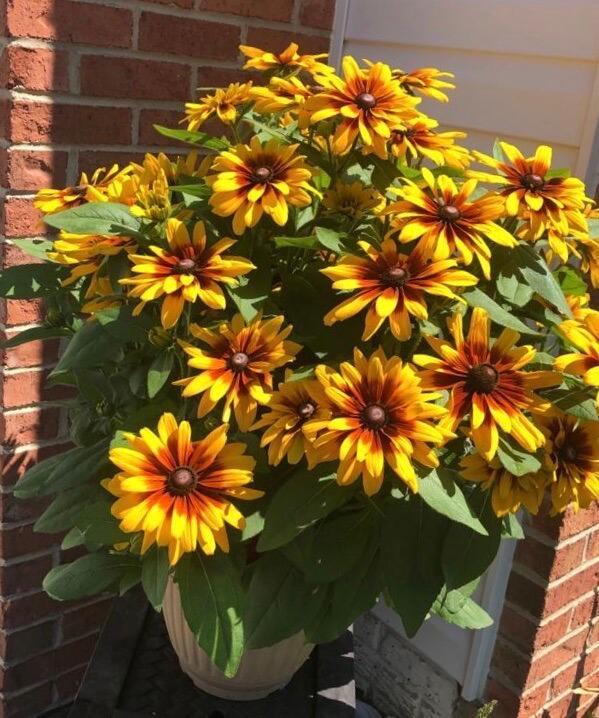 Rudbeckia Minibeckia Flame - View 17 from www redcrocus com
