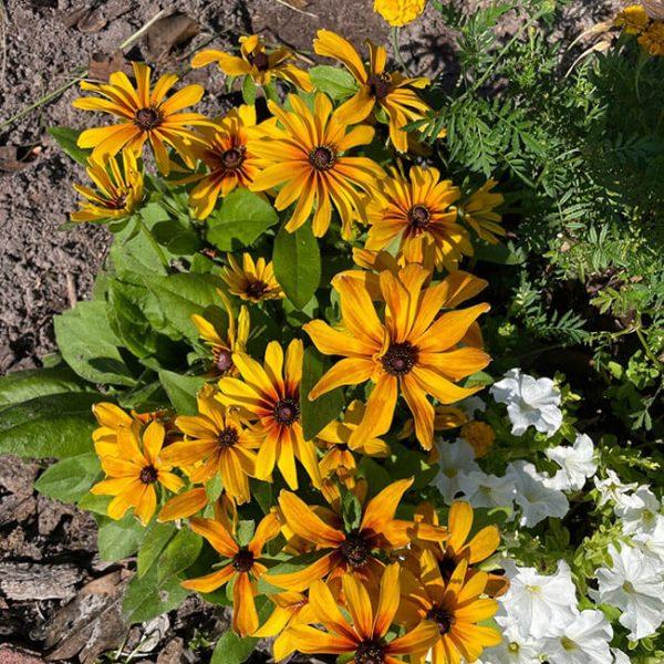 Rudbeckia Minibeckia Flame - View 18 from www redcrocus com