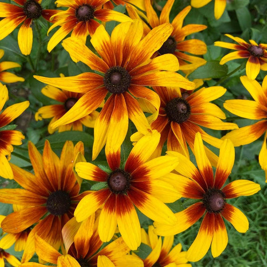 Rudbeckia Minibeckia Flame - View 1 from www redcrocus com