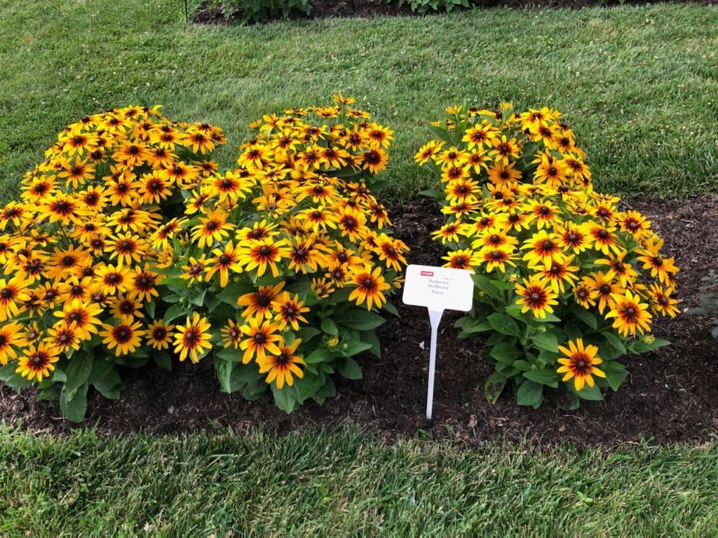Rudbeckia Minibeckia Flame - View 2 from www redcrocus com