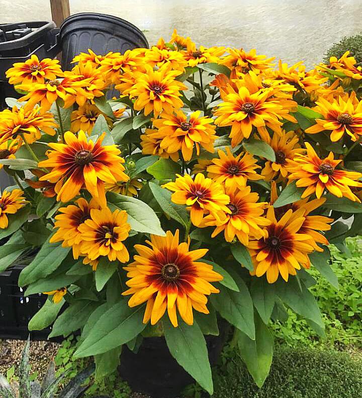 Rudbeckia Minibeckia Flame - View 3 from www redcrocus com