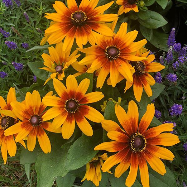 Rudbeckia Minibeckia Flame - View 4 from www redcrocus com