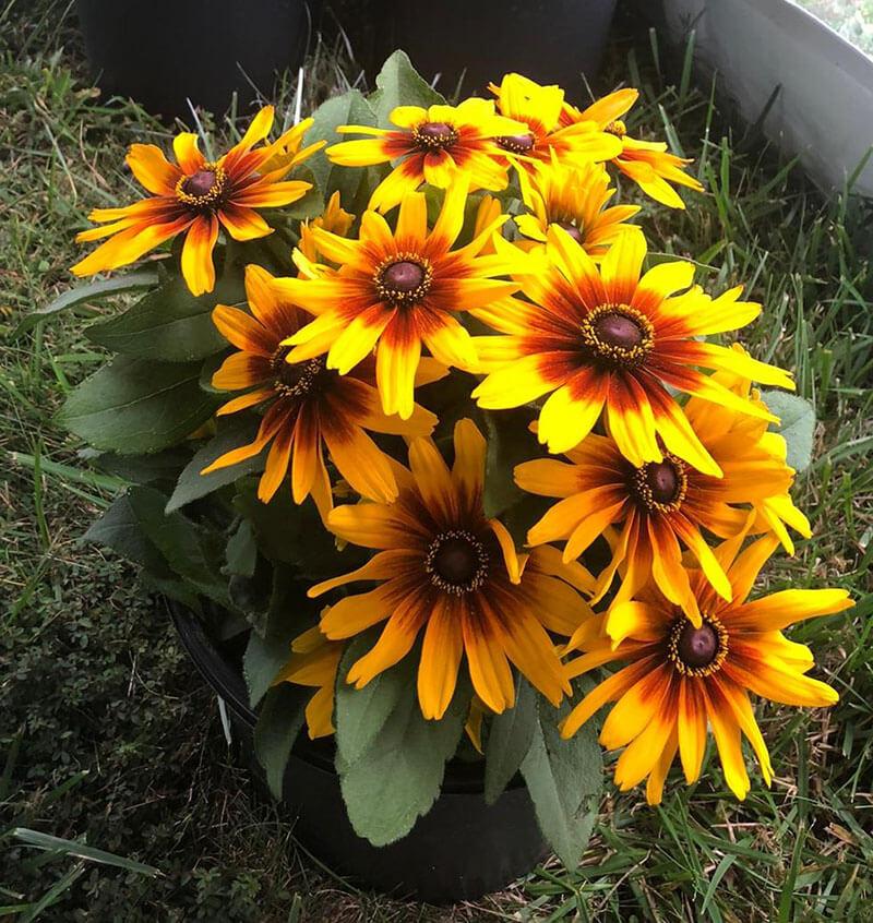 Rudbeckia Minibeckia Flame - View 5 from www redcrocus com