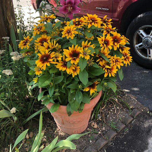 Rudbeckia Minibeckia Flame - View 6 from www redcrocus com