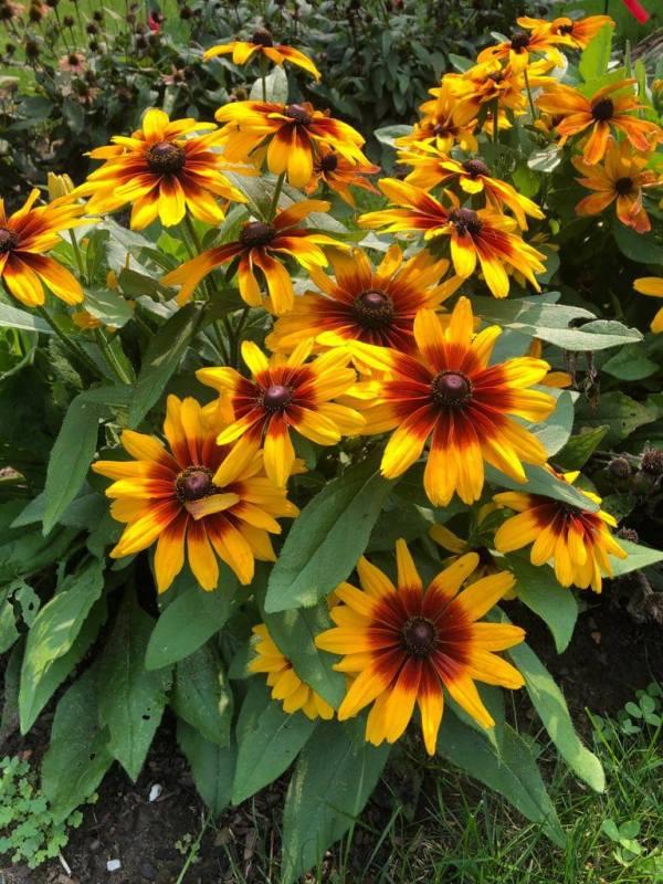Rudbeckia Minibeckia Flame - View 7 from www redcrocus com