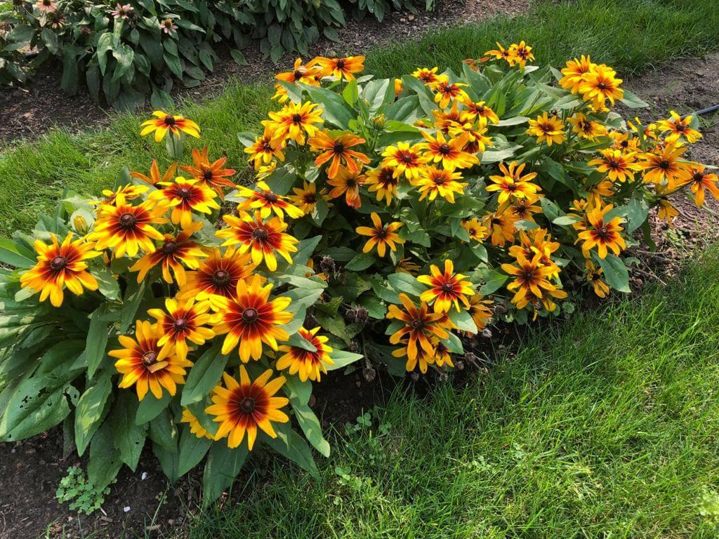Rudbeckia Minibeckia Flame - View 8 from www redcrocus com