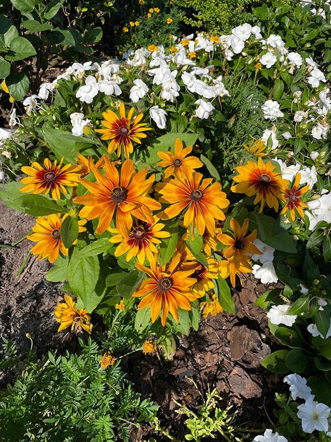 Rudbeckia Minibeckia Flame - View 9 from www redcrocus com