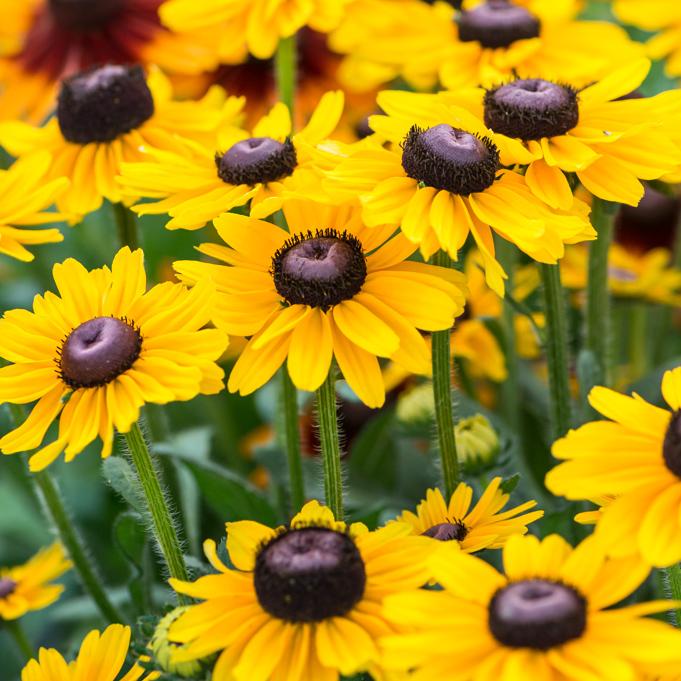 Rudbeckia Hirta Glowing Smileyz - View 10 from www redcrocus com