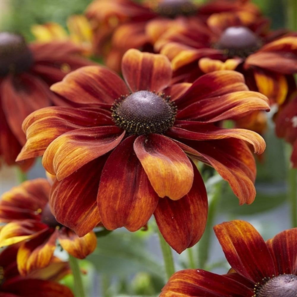 Rudbeckia Hirta Glowing Smileyz - View 11 from www redcrocus com