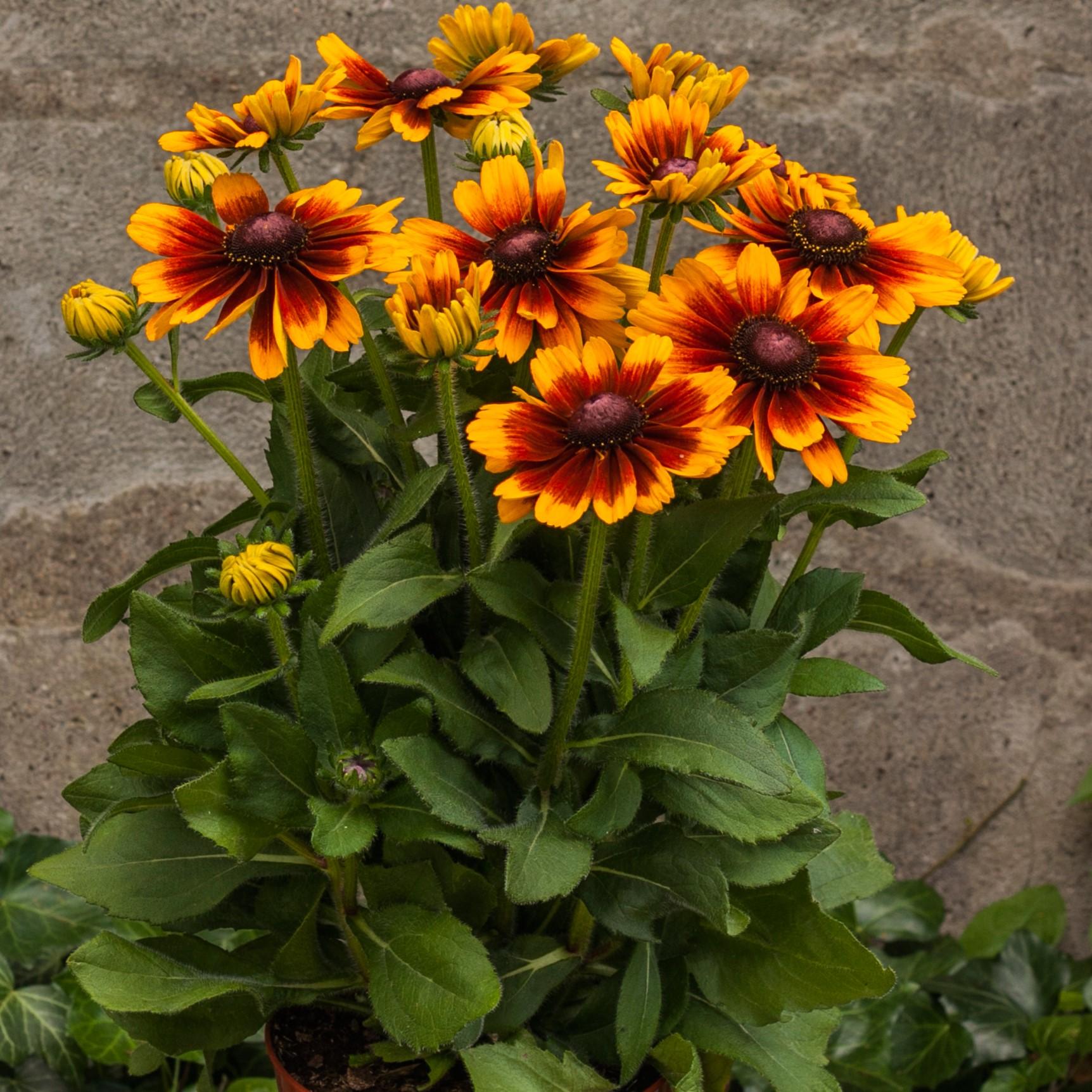 Rudbeckia Hirta Glowing Smileyz - View 13 from www redcrocus com