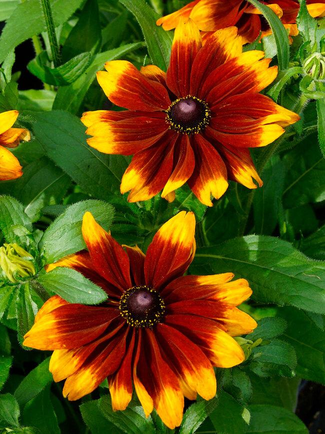 Rudbeckia Hirta Glowing Smileyz - View 14 from www redcrocus com