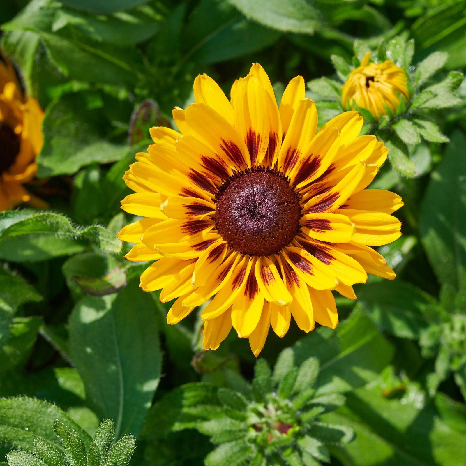 Rudbeckia Hirta Glowing Smileyz - View 15 from www redcrocus com