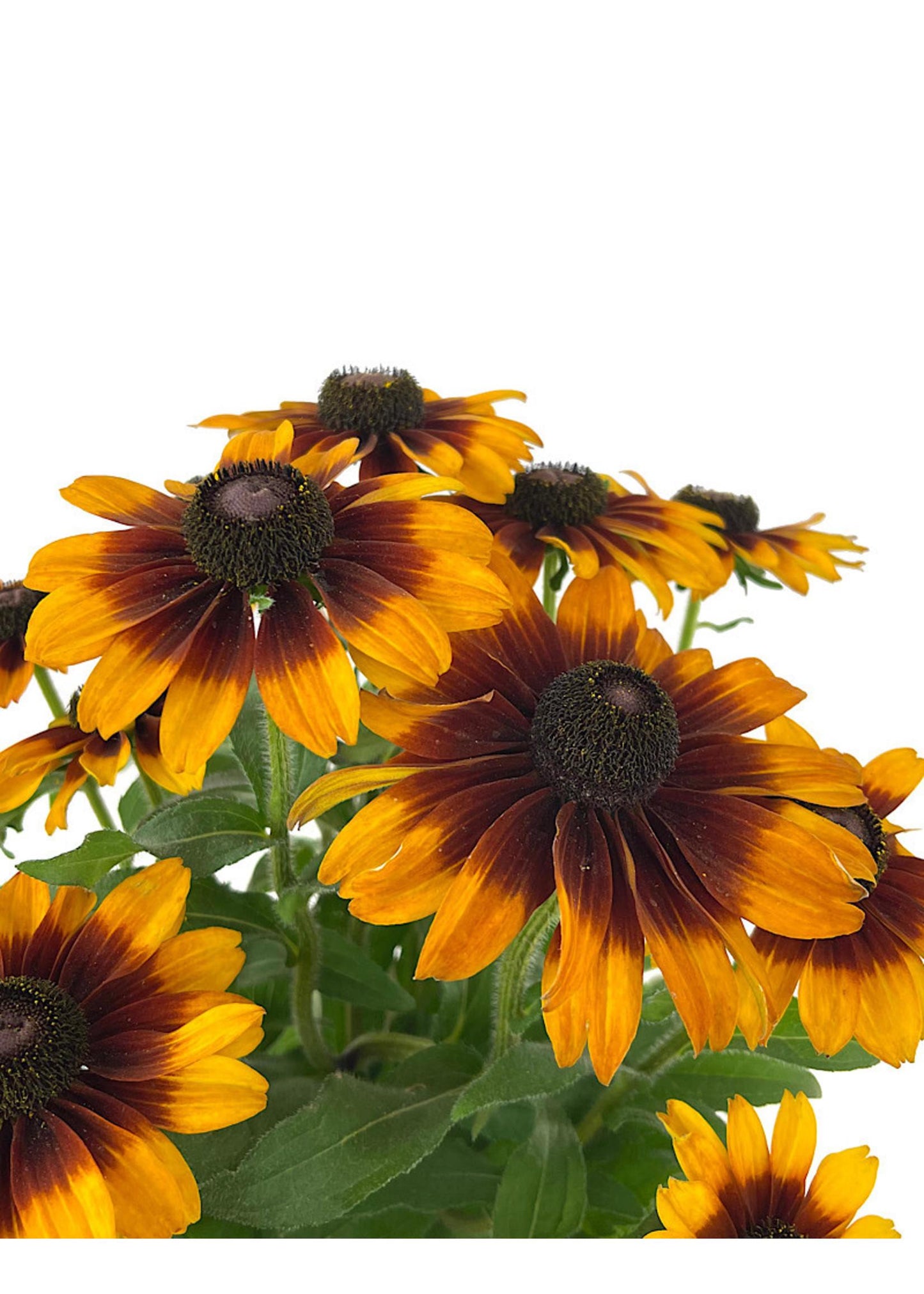Rudbeckia Hirta Glowing Smileyz - View 1 from www redcrocus com