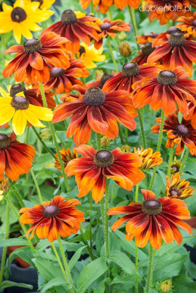 Rudbeckia Hirta Glowing Smileyz - View 3 from www redcrocus com