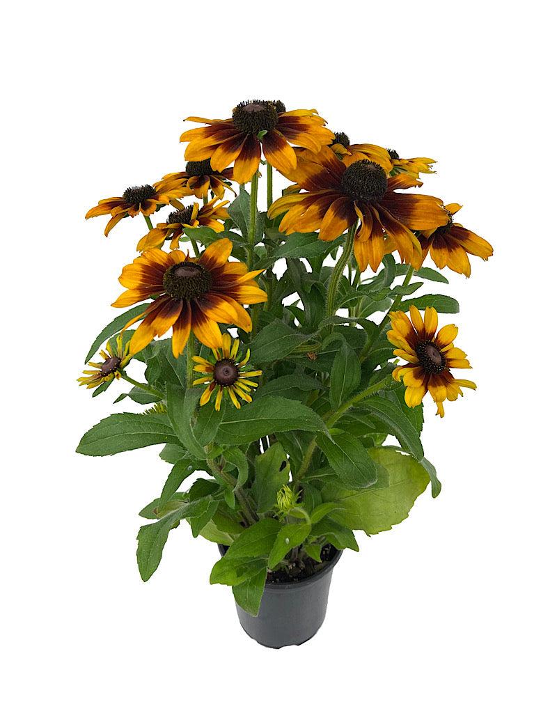 Rudbeckia Hirta Glowing Smileyz - View 4 from www redcrocus com