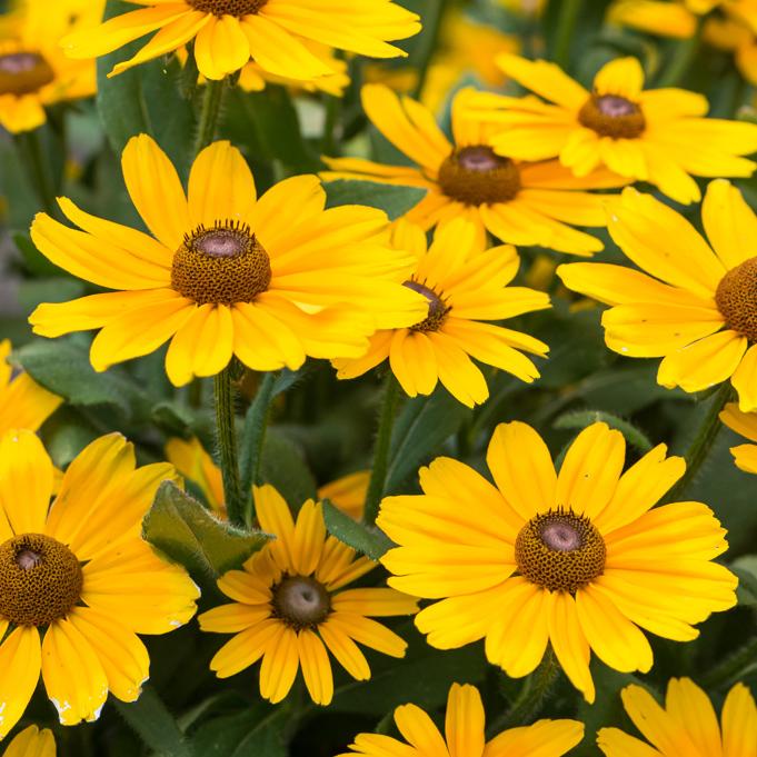 Rudbeckia Hirta Glowing Smileyz - View 6 from www redcrocus com
