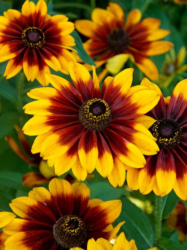 Rudbeckia Hirta Glowing Smileyz - View 7 from www redcrocus com