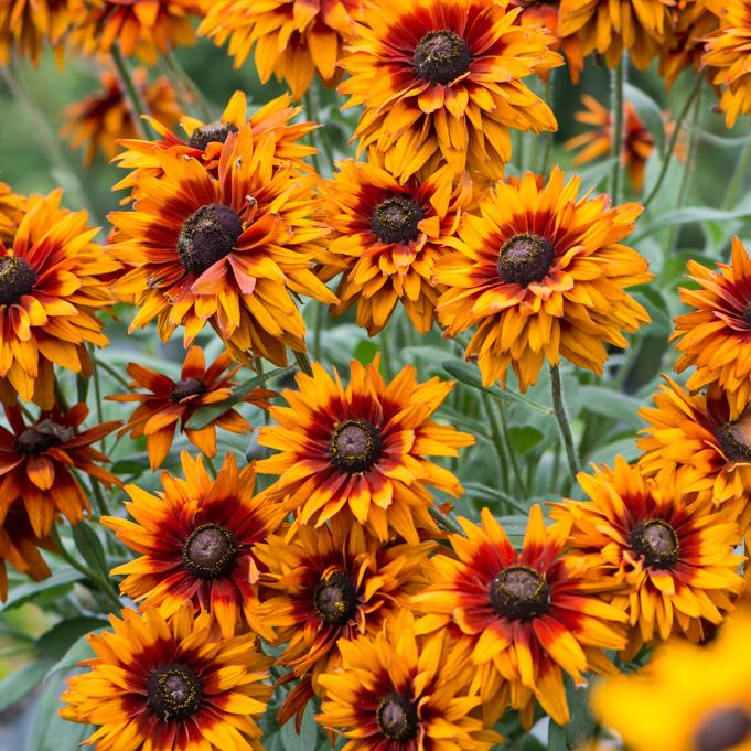 Rudbeckia Hirta Glowing Smileyz - View 8 from www redcrocus com