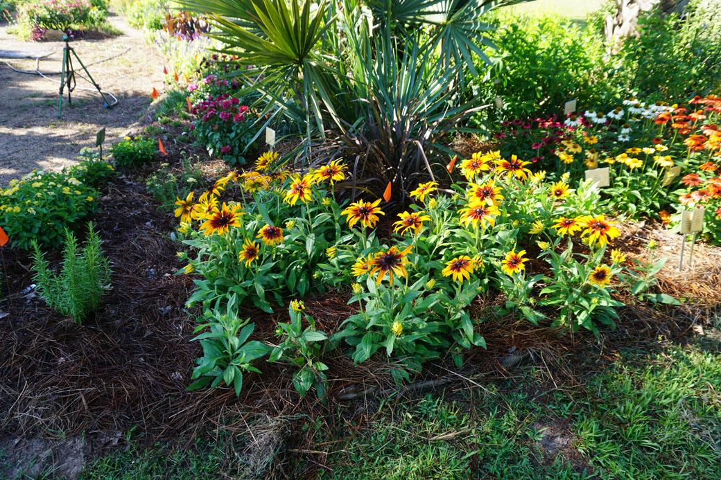 Echibeckia 'summerina Blazing Fire' - View 12 from www redcrocus com