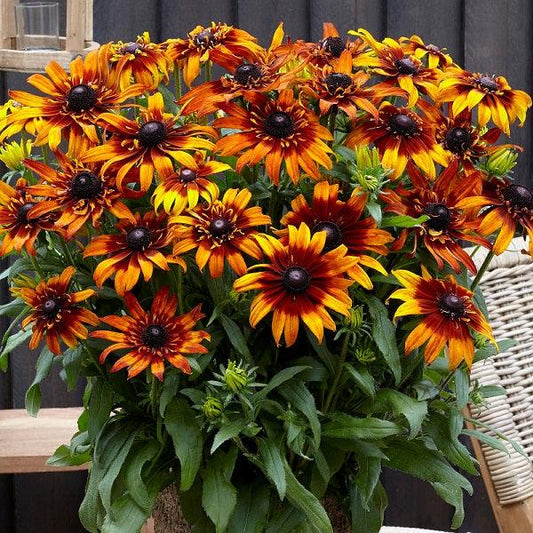 Echibeckia 'summerina Blazing Fire' - View 1 from www redcrocus com