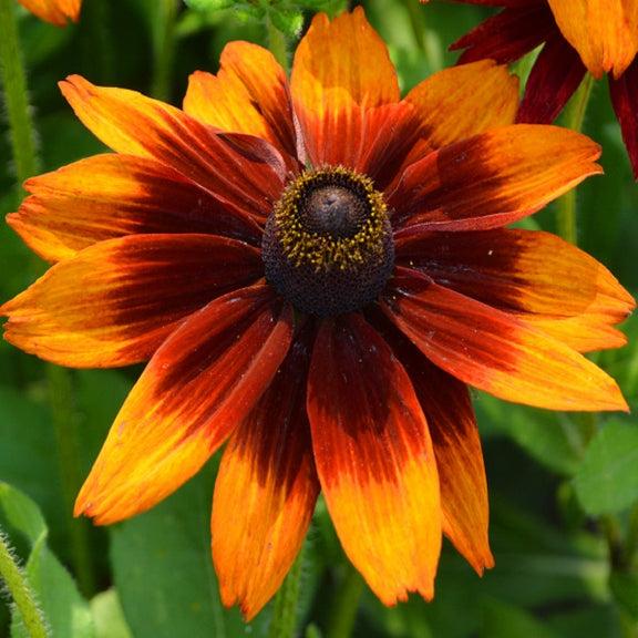 Echibeckia 'summerina Blazing Fire' - View 5 from www redcrocus com