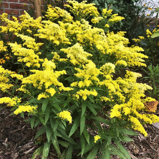 Solidago Little Lemon - View 1 from www redcrocus com