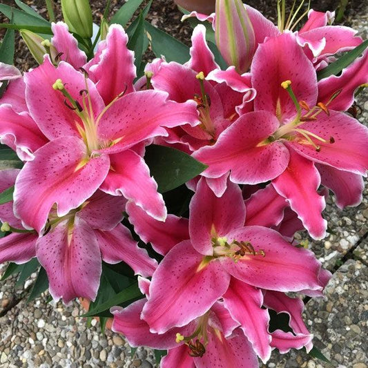 Lilium Orientale Sunny Keys Red - View 11 from www redcrocus com