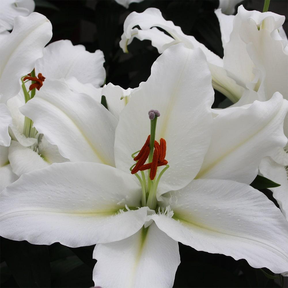 Lilium Orientale Sunny Bahamas White - View 10 from www redcrocus com