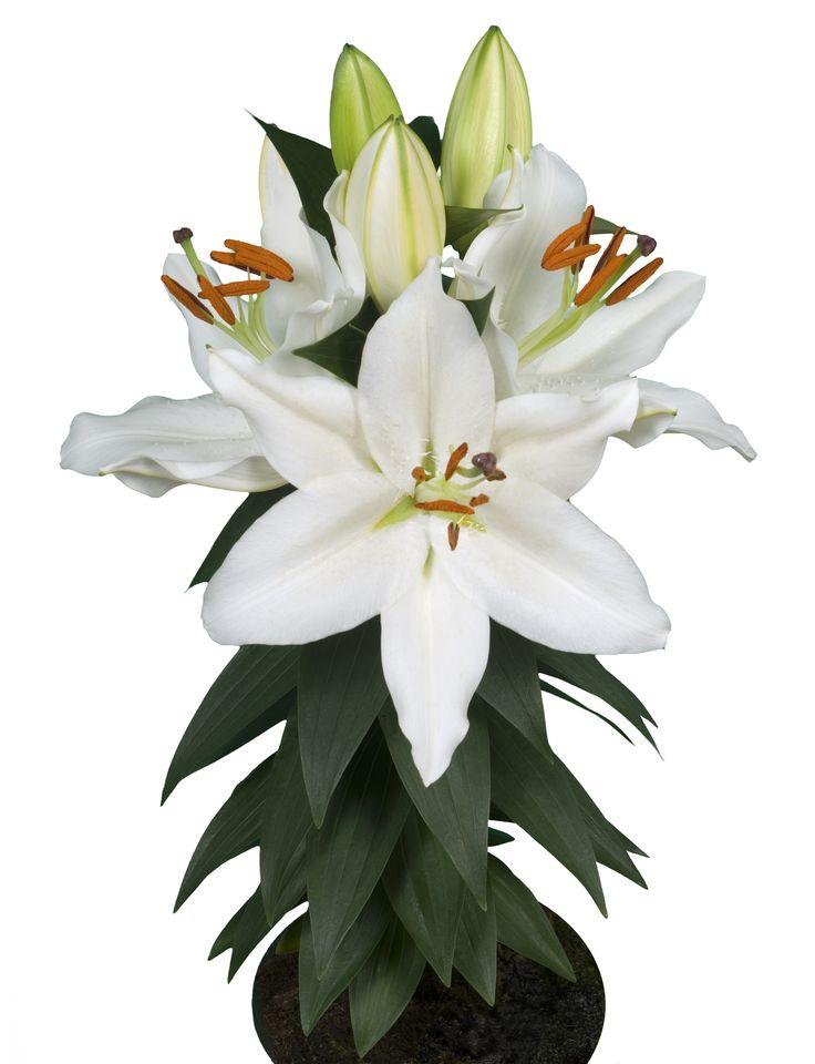 Lilium Orientale Sunny Bahamas White - View 12 from www redcrocus com