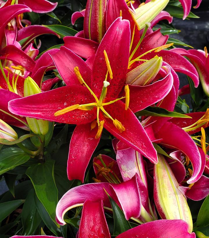 Lilium Orientale Sunny Bahamas White - View 14 from www redcrocus com