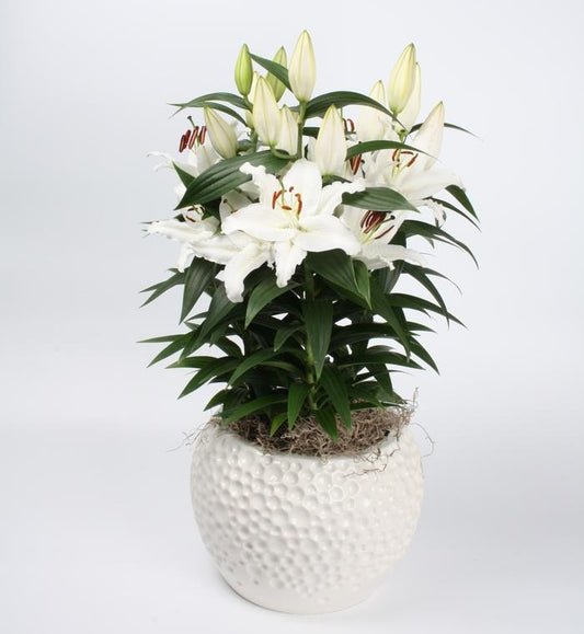 Lilium Orientale Sunny Bahamas White - View 1 from www redcrocus com
