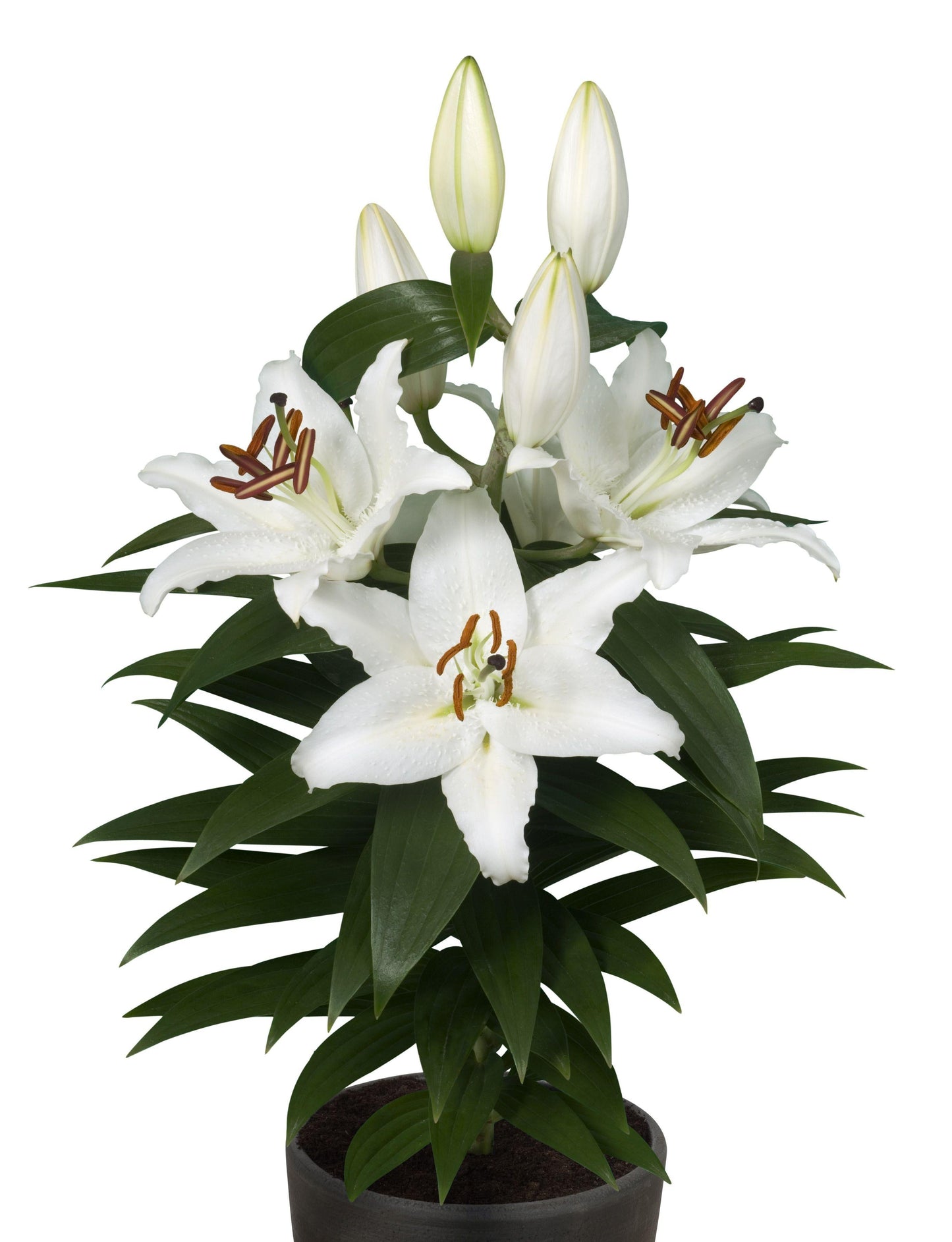 Lilium Orientale Sunny Bahamas White - View 3 from www redcrocus com