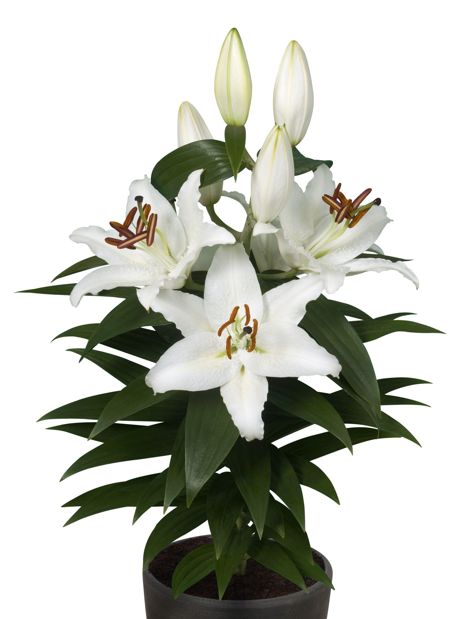 Lilium Orientale Sunny Bahamas White - View 3 from www redcrocus com