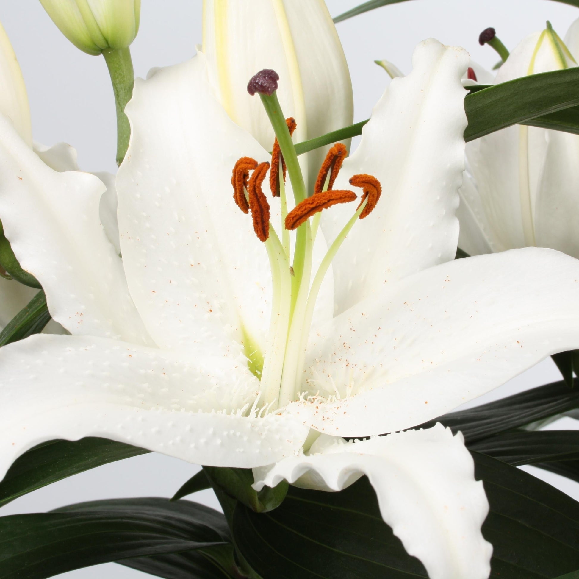 Lilium Orientale Sunny Bahamas White - View 4 from www redcrocus com