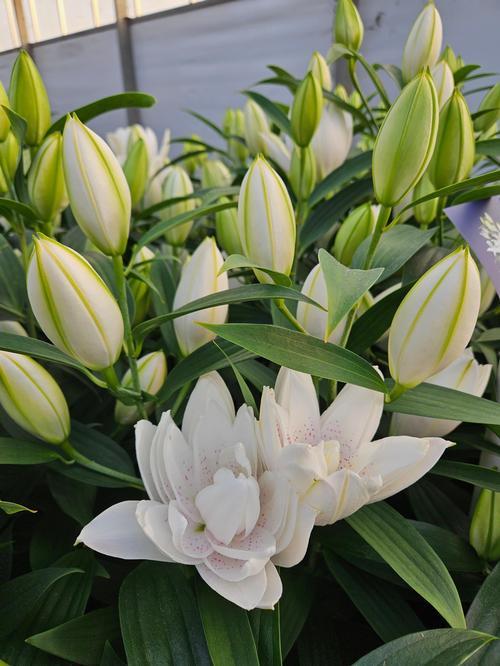 Lilium Orientale Sunny Bahamas White - View 6 from www redcrocus com