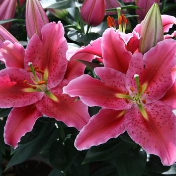 Lilium Orientale Sunny Bahamas White - View 7 from www redcrocus com