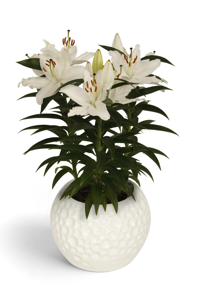 Lilium Orientale Sunny Bahamas White - View 9 from www redcrocus com