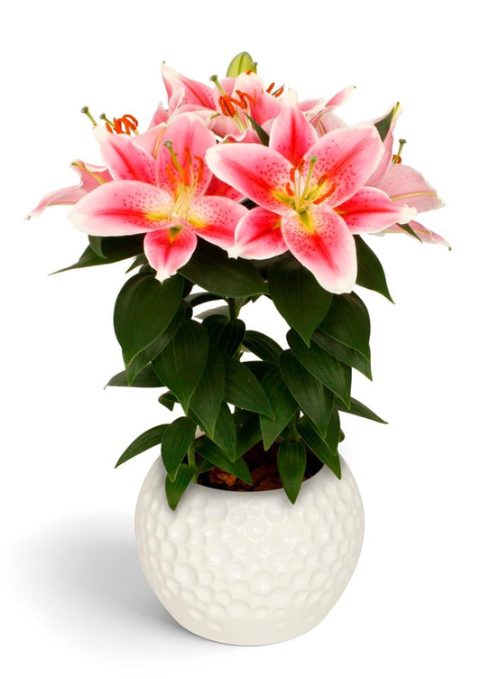 Lilium Orientale Sunny Camino Pink - View 10 from www redcrocus com