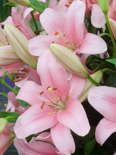 Lilium Orientale Sunny Camino Pink - View 11 from www redcrocus com
