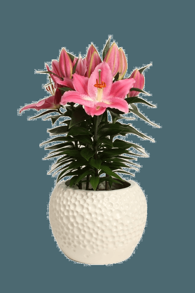 Lilium Orientale Sunny Camino Pink - View 11 from www redcrocus com