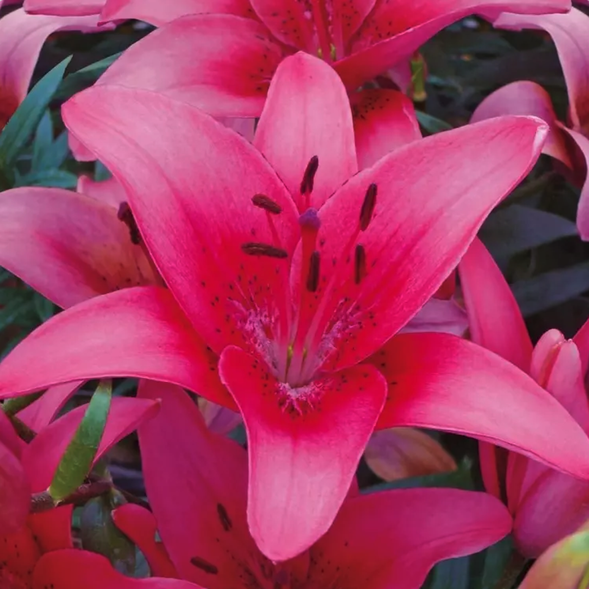 Lilium Orientale Sunny Camino Pink - View 12 from www redcrocus com