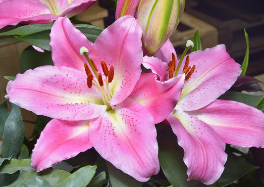 Lilium Orientale Sunny Camino Pink - View 1 from www redcrocus com