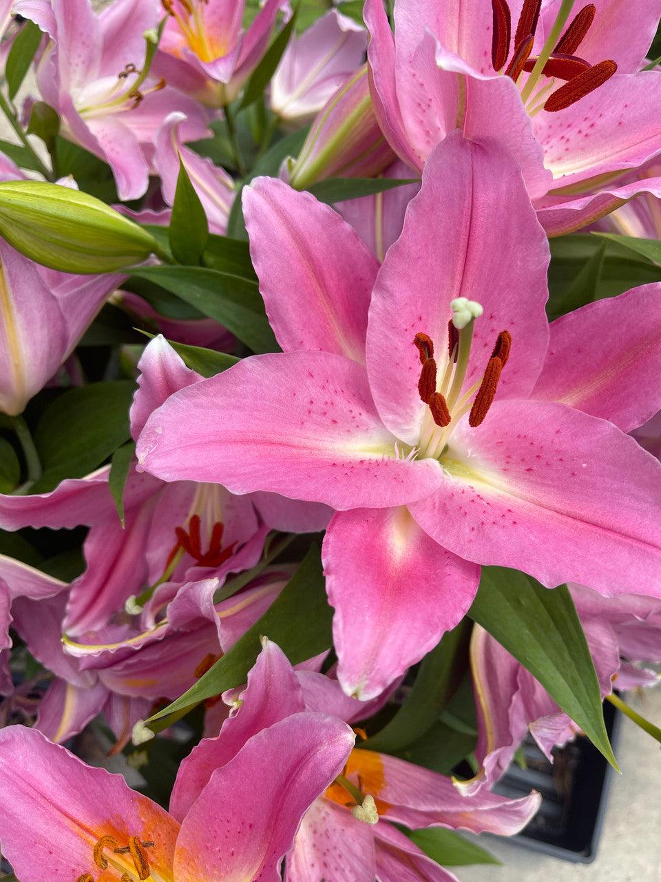 Lilium Orientale Sunny Camino Pink - View 4 from www redcrocus com